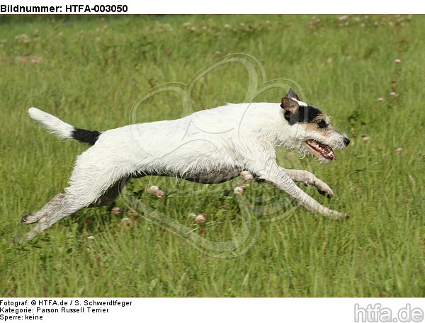 Parson Russell Terrier / HTFA-003050