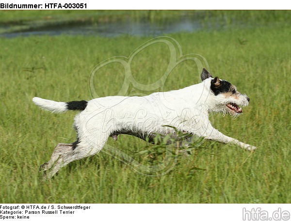 Parson Russell Terrier / HTFA-003051