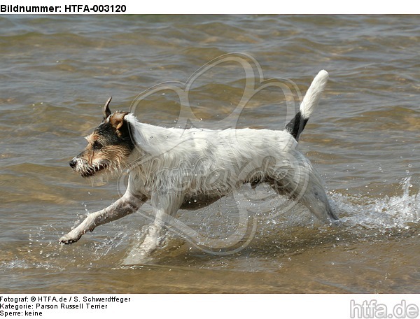 Parson Russell Terrier / HTFA-003120