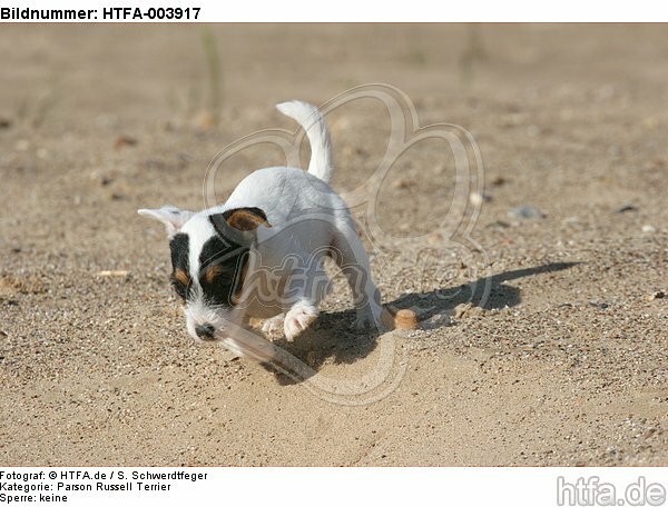 Parson Russell Terrier Welpe / parson russell terrier puppy / HTFA-003917