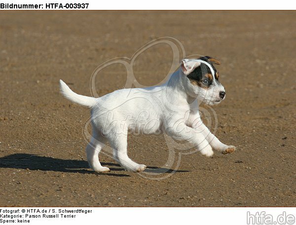 Parson Russell Terrier Welpe / parson russell terrier puppy / HTFA-003937