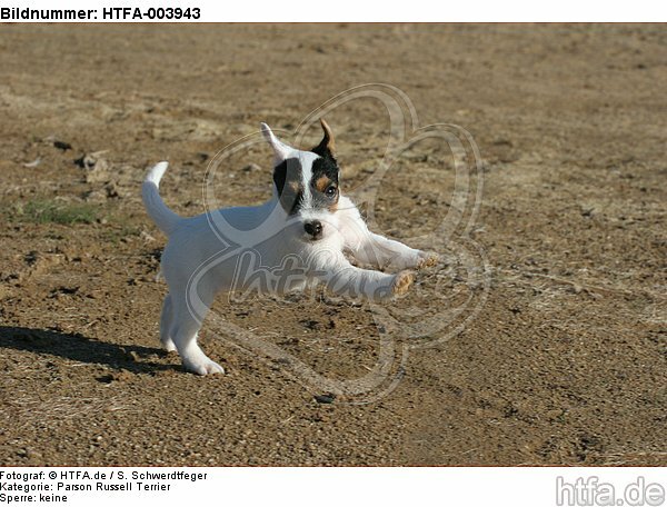 Parson Russell Terrier Welpe / parson russell terrier puppy / HTFA-003943