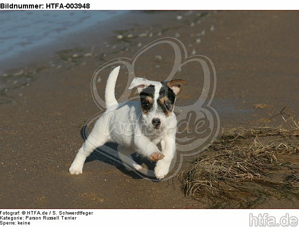 Parson Russell Terrier Welpe / parson russell terrier puppy / HTFA-003948