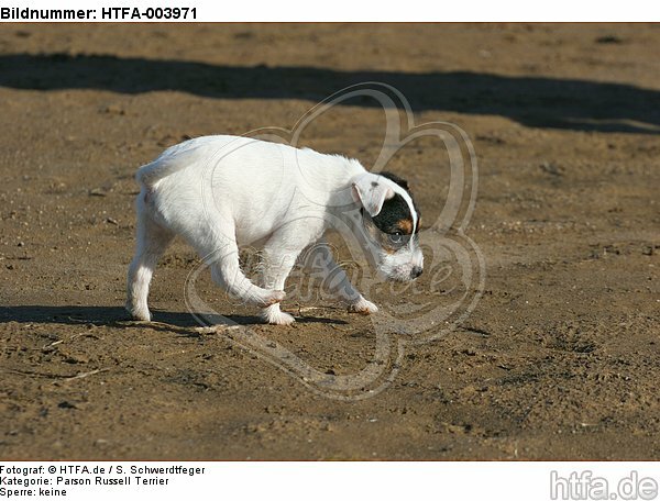 Parson Russell Terrier Welpe / parson russell terrier puppy / HTFA-003971