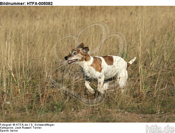 Jack Russell Terrier / HTFA-005082