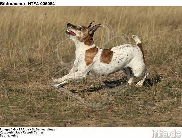 Jack Russell Terrier / HTFA-005084