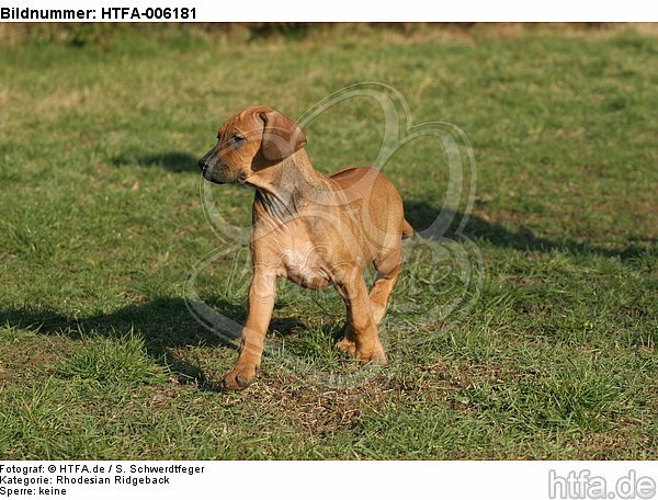 Rhodesian Ridgeback Welpe / rhodesian ridgeback puppy / HTFA-006181