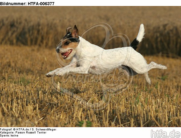 Parson Russell Terrier / HTFA-006377