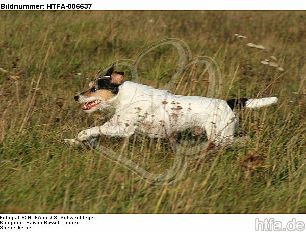 Parson Russell Terrier / HTFA-006637