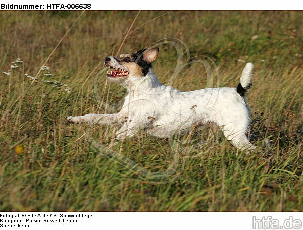 Parson Russell Terrier / HTFA-006638