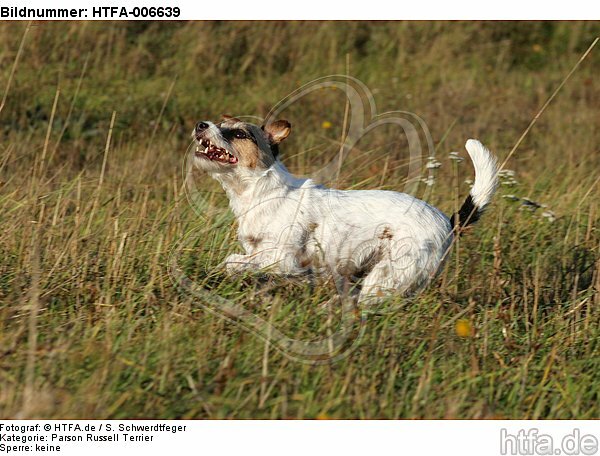 Parson Russell Terrier / HTFA-006639