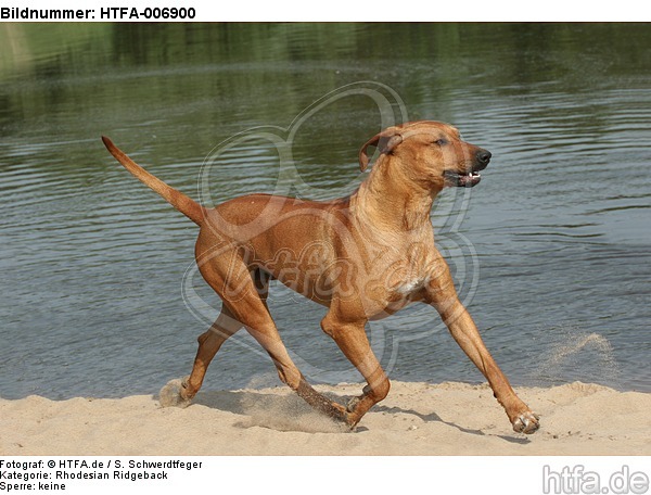 Rhodesian Ridgeback / HTFA-006900