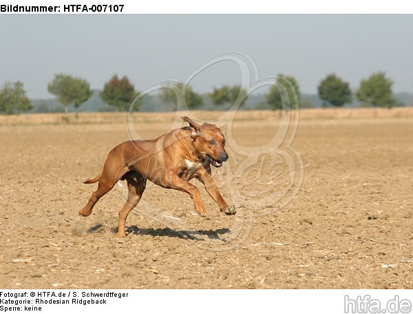 Rhodesian Ridgeback / HTFA-007107