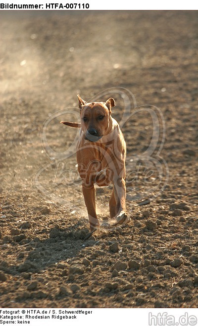 Rhodesian Ridgeback / HTFA-007110