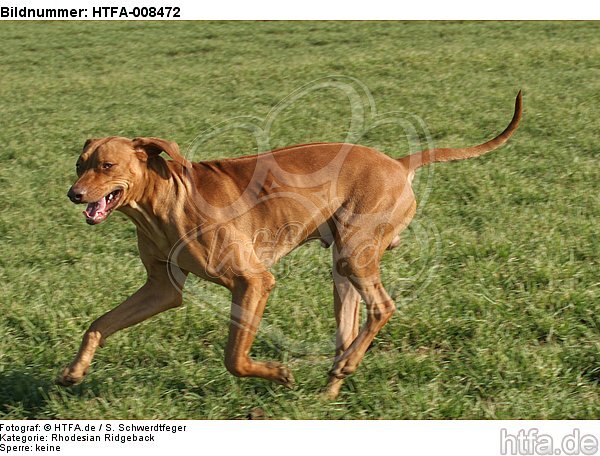 rennender Rhodesian Ridgeback / running Rhodesian Ridgeback / HTFA-008472