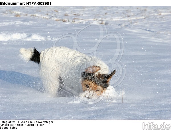 Parson Russell Terrier rennt durch den Schnee / prt running through snow / HTFA-008991
