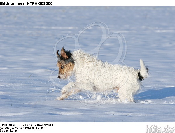 Parson Russell Terrier rennt durch den Schnee / prt running through snow / HTFA-009000