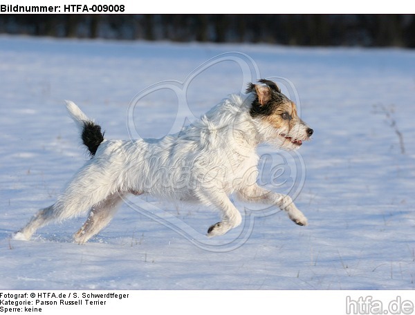 Parson Russell Terrier rennt durch den Schnee / prt running through snow / HTFA-009008