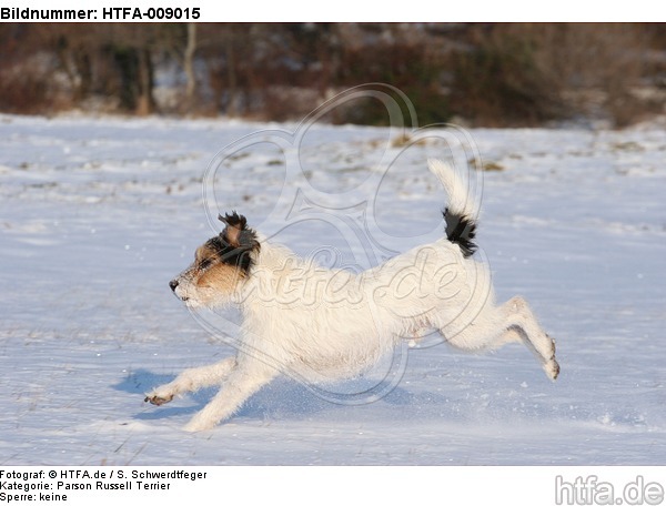 Parson Russell Terrier rennt durch den Schnee / prt running through snow / HTFA-009015