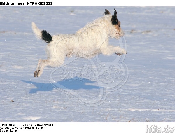 Parson Russell Terrier rennt durch den Schnee / prt running through snow / HTFA-009029