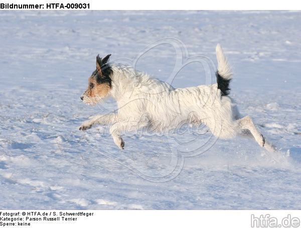 Parson Russell Terrier rennt durch den Schnee / prt running through snow / HTFA-009031