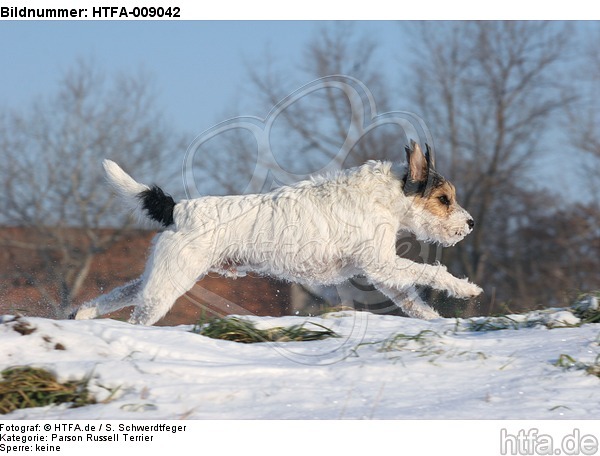 Parson Russell Terrier rennt durch den Schnee / prt running through snow / HTFA-009042