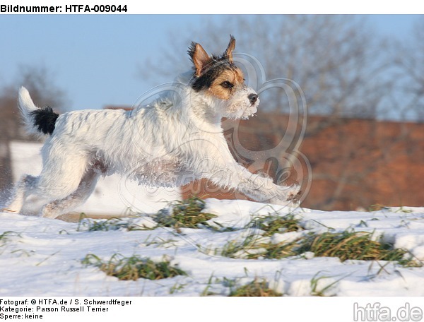Parson Russell Terrier rennt durch den Schnee / prt running through snow / HTFA-009044