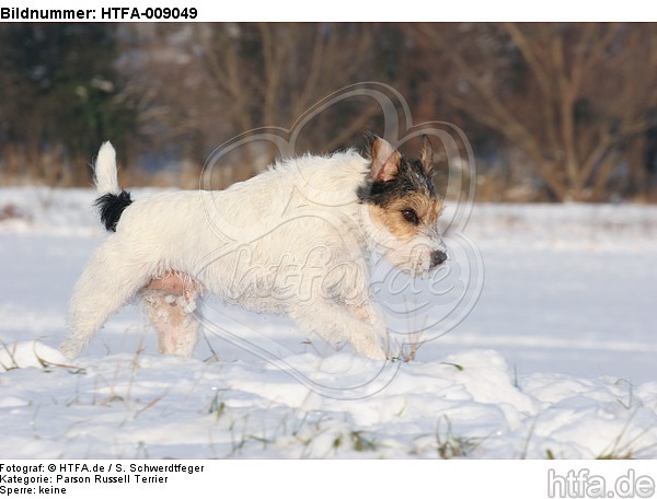 Parson Russell Terrier rennt durch den Schnee / prt running through snow / HTFA-009049