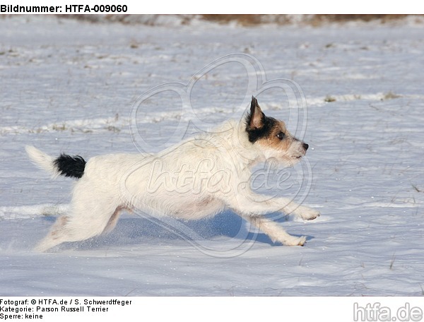 Parson Russell Terrier rennt durch den Schnee / prt running through snow / HTFA-009060