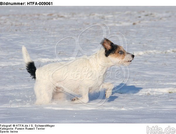 Parson Russell Terrier rennt durch den Schnee / prt running through snow / HTFA-009061