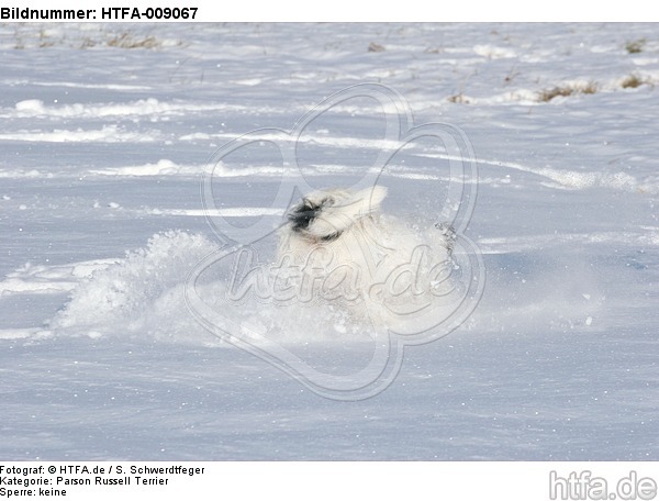 Parson Russell Terrier rennt durch den Schnee / prt running through snow / HTFA-009067
