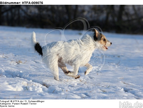 Parson Russell Terrier rennt durch den Schnee / PRT running through snow / HTFA-009076
