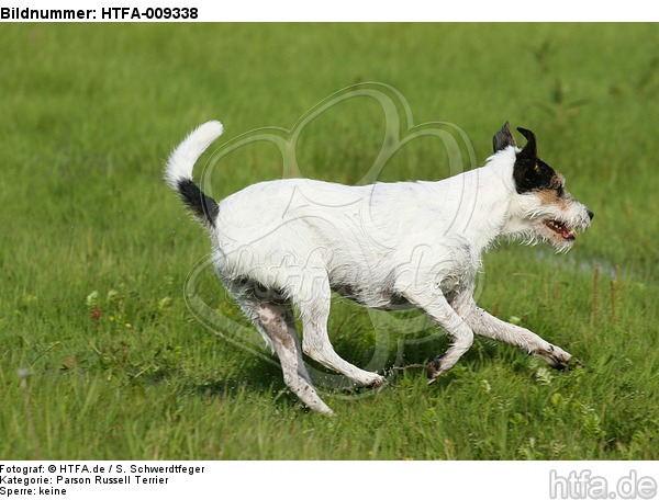 rennender Parson Russell Terrier / running PRT / HTFA-009338