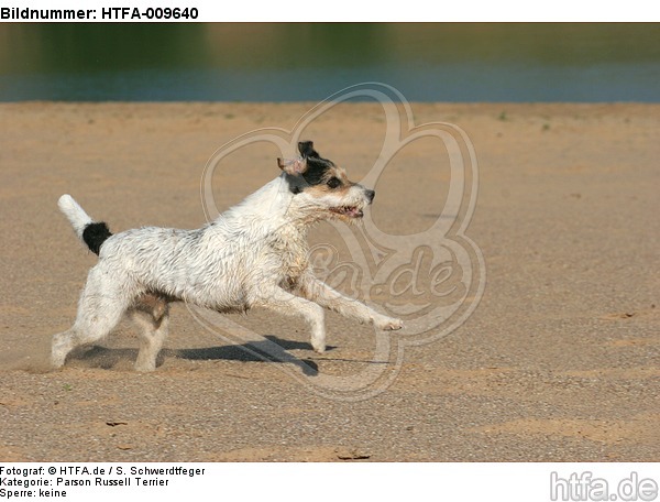 rennender Parson Russell Terrier / running PRT / HTFA-009640