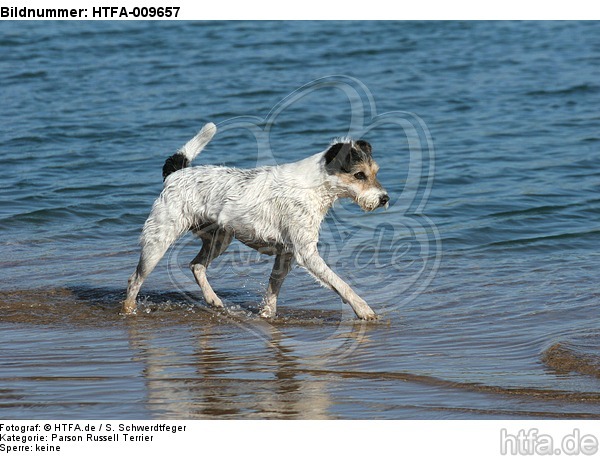 laufender Parson Russell Terrier / walking PRT / HTFA-009657