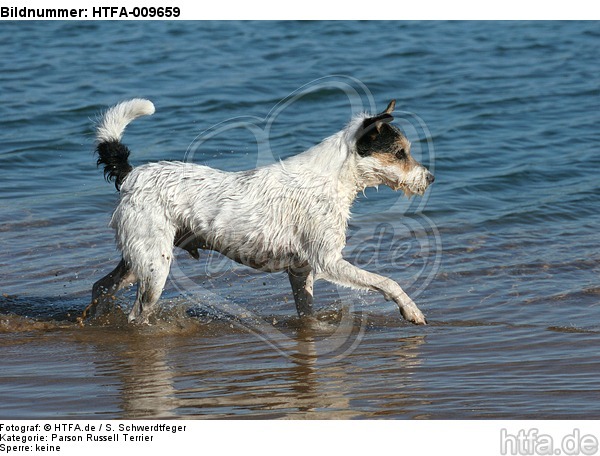 rennender Parson Russell Terrier / running PRT / HTFA-009659
