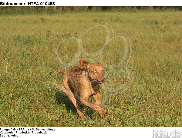 rennender Rhodesian Ridgeback / running Rhodesian Ridgeback / HTFA-010458