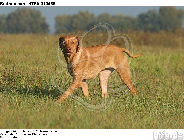 laufender Rhodesian Ridgeback / walking Rhodesian Ridgeback / HTFA-010459