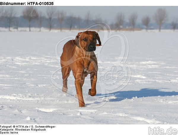 laufender Rhodesian Ridgeback / trotting Rhodesian Ridgeback / HTFA-010535