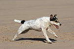 rennender Parson Russell Terrier / running PRT