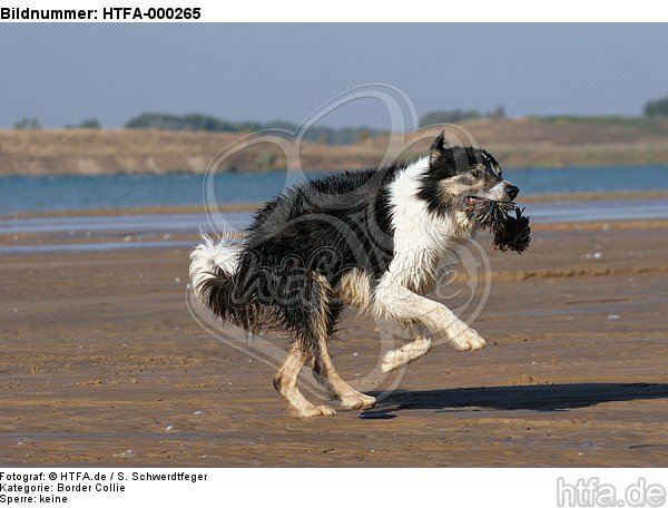 spielender Border Collie / playing Border Collie / HTFA-000265