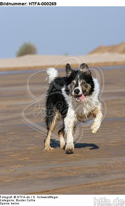 rennender Border Collie / running Border Collie / HTFA-000269