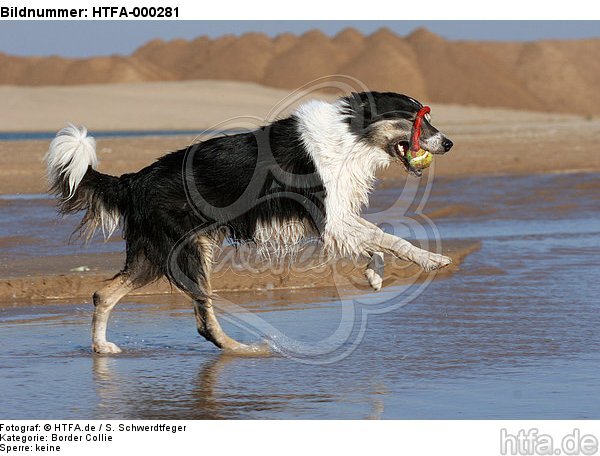 spielender Border Collie am Strand / playing Border Collie at beach / HTFA-000281