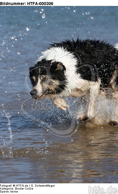 Border Collie rennt durchs Wasser / running Border Collie / HTFA-000306