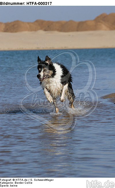 Border Collie rennt durchs Wasser / running Border Collie / HTFA-000317