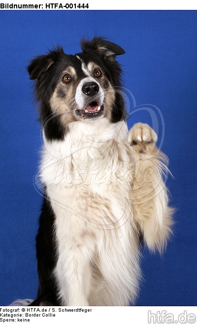 Border Collie / HTFA-001444