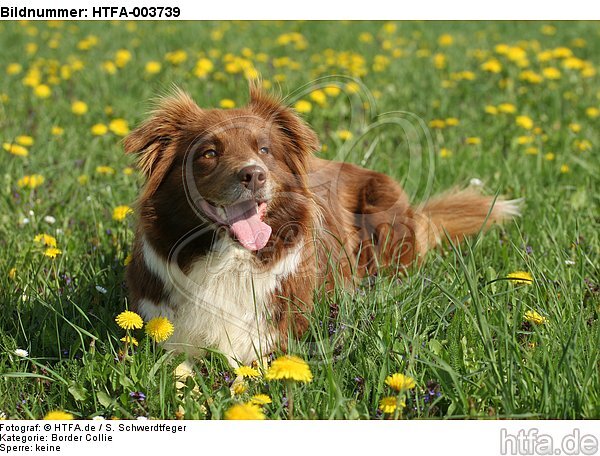 Border Collie / HTFA-003739