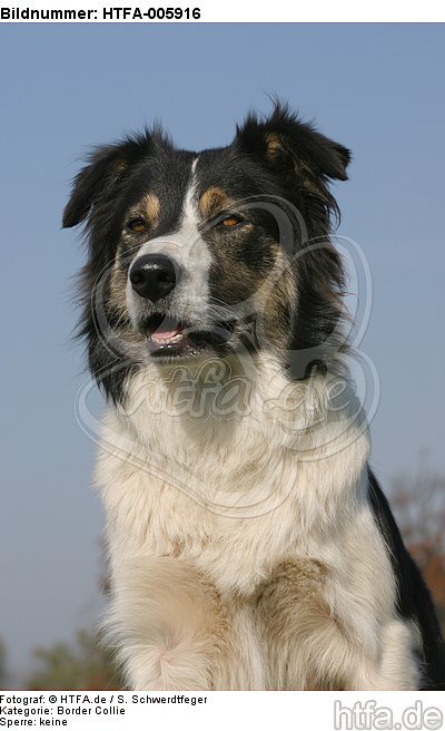 Border Collie / HTFA-005916