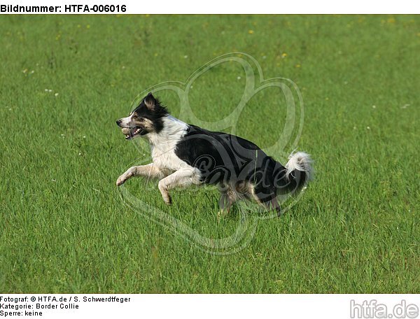 Border Collie / HTFA-006016