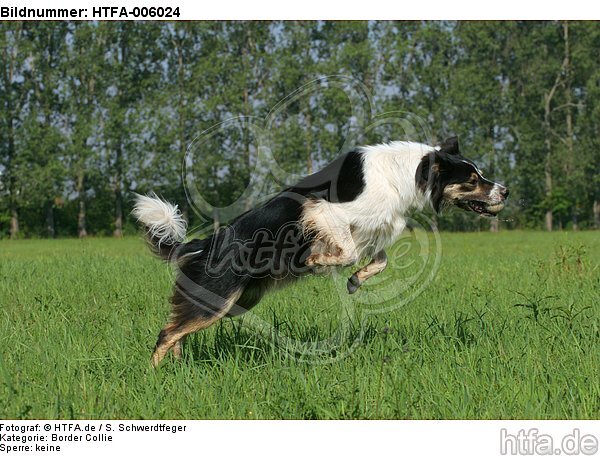 Border Collie / HTFA-006024